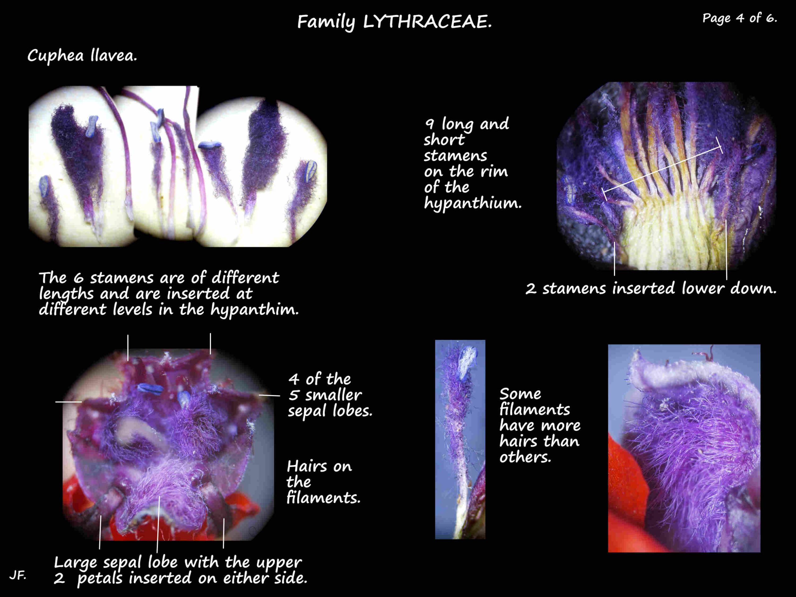 4 Cuphea llavea stamens